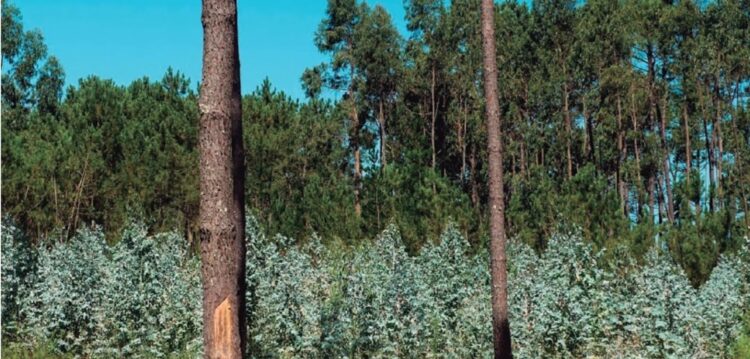 Câmara de Pombal disponível para comprar terrenos florestais