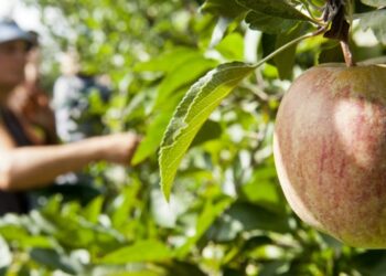 Maçã de Alcobaça com quebras de produção de cerca de 30%