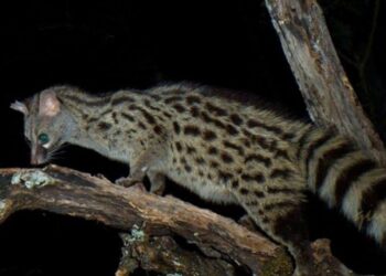Leiria não tem linces ibéricos mas tem ginetas
