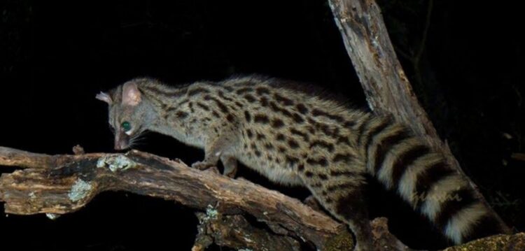 Leiria não tem linces ibéricos mas tem ginetas