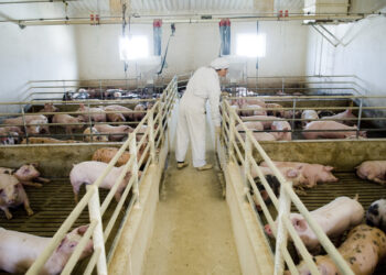 Suinicultores vão castrar porcos para diferenciar carne e dar-lhe qualidade de “excelência”