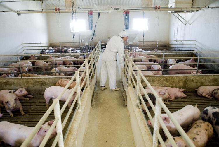Suinicultores vão castrar porcos para diferenciar carne e dar-lhe qualidade de “excelência”