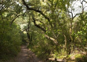 Curvachia, uma mata de 220 hectares às portas da cidade de Leiria