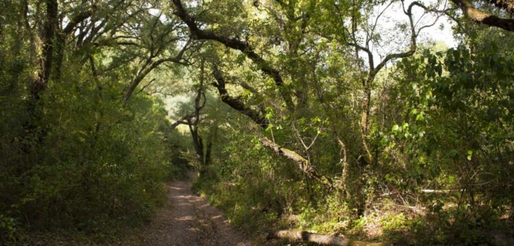 Curvachia, uma mata de 220 hectares às portas da cidade de Leiria