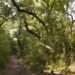 Curvachia, uma mata de 220 hectares às portas da cidade de Leiria