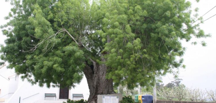 Região tem 70 árvores centenárias e a mais antiga está no Bombarral