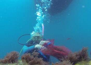 Algas invasoras: ameaça nos oceanos, oportunidade no prato
