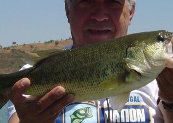 O ACHIGÃ UM PEIXE NATURALIZADO