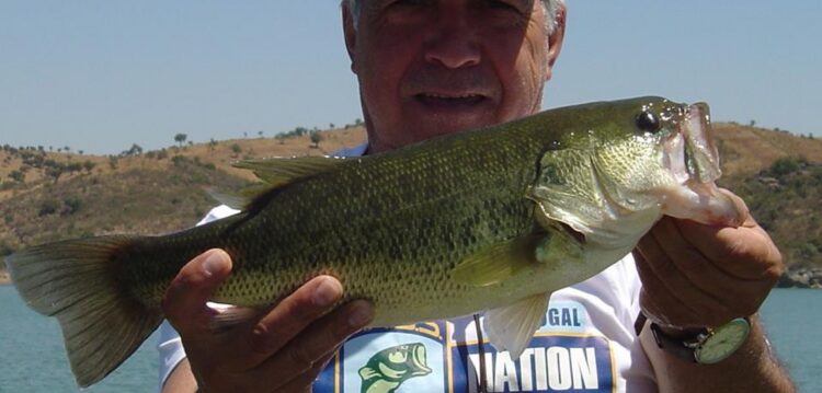 O ACHIGÃ UM PEIXE NATURALIZADO