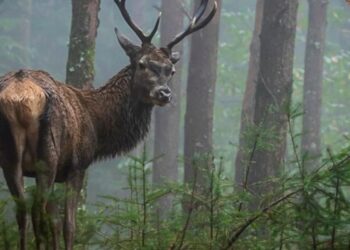 Os veados da Serra da Lousã há muito que sairam das serranias e é comum encontrá-los em altitudes mais baixas