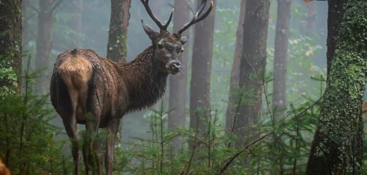 Os veados da Serra da Lousã há muito que sairam das serranias e é comum encontrá-los em altitudes mais baixas