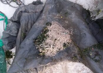 Polícia Marítima apreendeu material de pesca ilegal ao meixão na Vieira