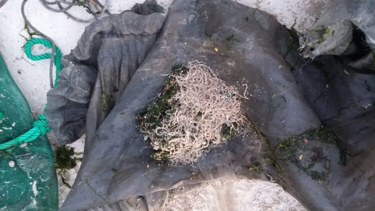 Polícia Marítima apreendeu material de pesca ilegal ao meixão na Vieira