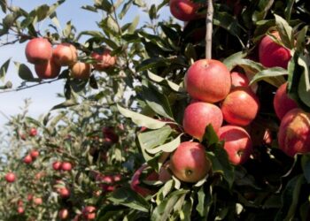 Alcobaça recebe atelier de inovação em hortofruticultura