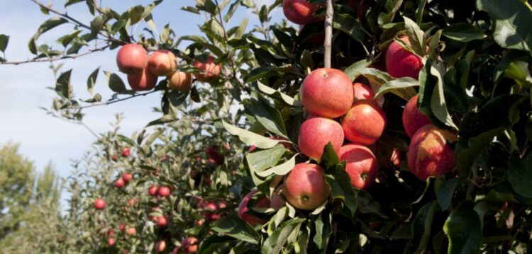 Alcobaça recebe atelier de inovação em hortofruticultura