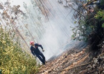 Ao fim de vários anos a culpar os incendiários, portugueses descobriram “culpa” do eucalipto e de quem o planta