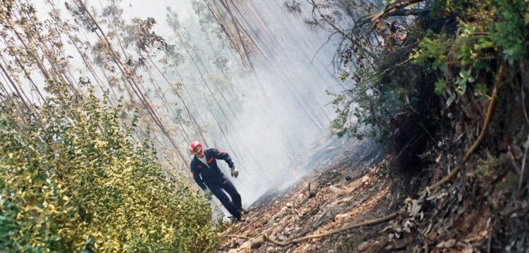 Ao fim de vários anos a culpar os incendiários, portugueses descobriram “culpa” do eucalipto e de quem o planta