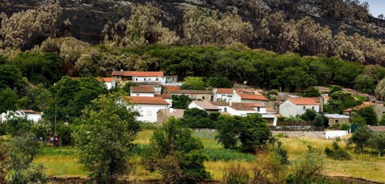Enquanto os políticos procuram bodes expiatórios, Ferraria de São João planta árvores contra fogos
