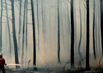 Figueiró dos Vinhos e Alvaiázere em risco máximo de incêndio