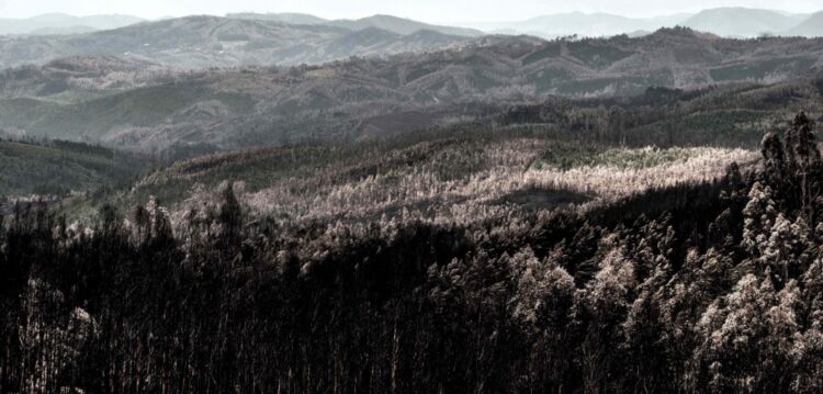 “Fiquei sem eucaliptos e sem dinheiro”. E as causas do incêndio? “Não sei o que foi”