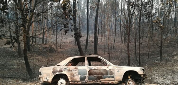 Fogo já dizimou “95%” da floresta do concelho de Pedrógão Grande