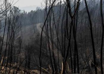 Pedrógão Grande: Incêndio destruiu fábricas e deixou mais de 200 no desemprego