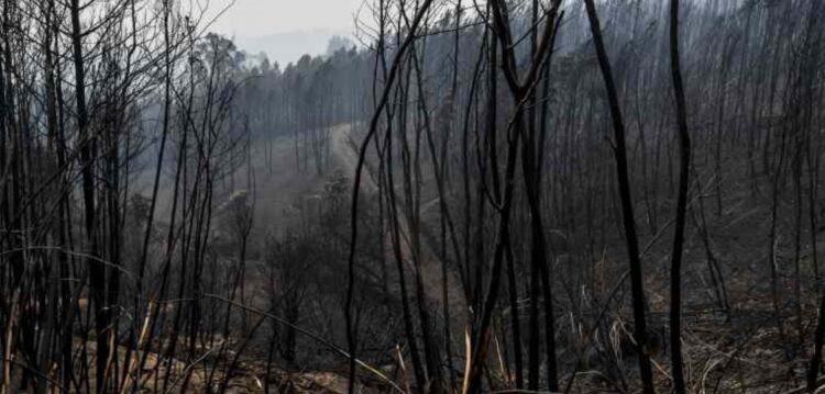 Pedrógão Grande: Incêndio destruiu fábricas e deixou mais de 200 no desemprego