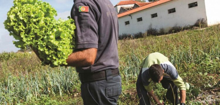 Prisão abre loja para vender hortas cultivadas pelos reclusos