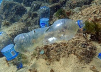 Quercus pede responsabilidade a cidadãos para acabar com oceanos de plástico