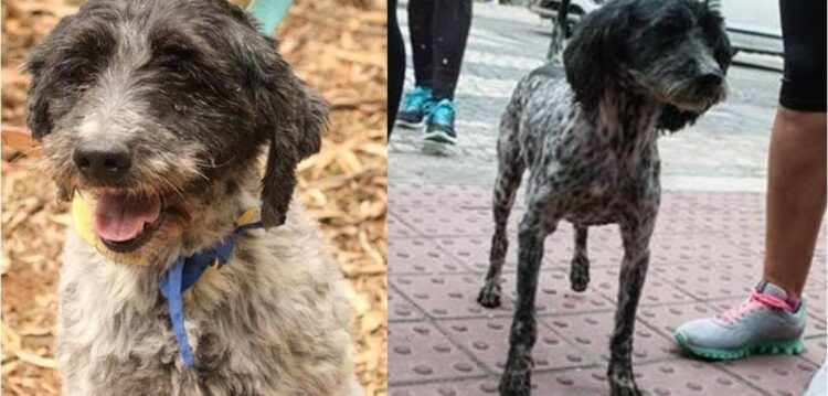 APAMG procura pelo Manchas. Viram-no?