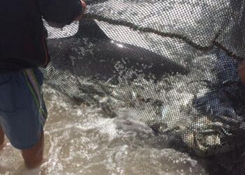 Veja a galeria: pescadores da Praia da Vieira salvaram hoje três golfinhos