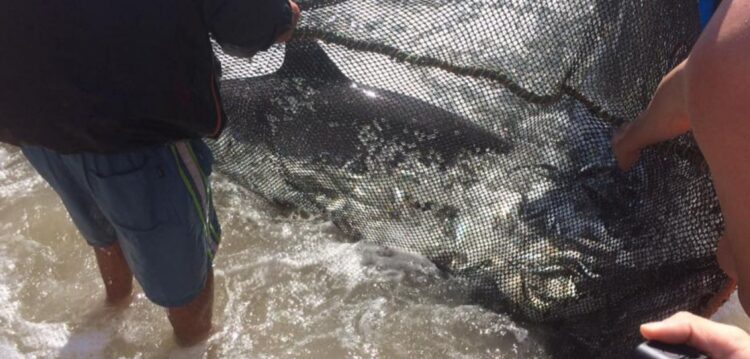 Veja a galeria: pescadores da Praia da Vieira salvaram hoje três golfinhos