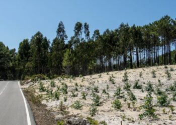 Corrida ao eucalipto antes da lei que proíbe novas plantações