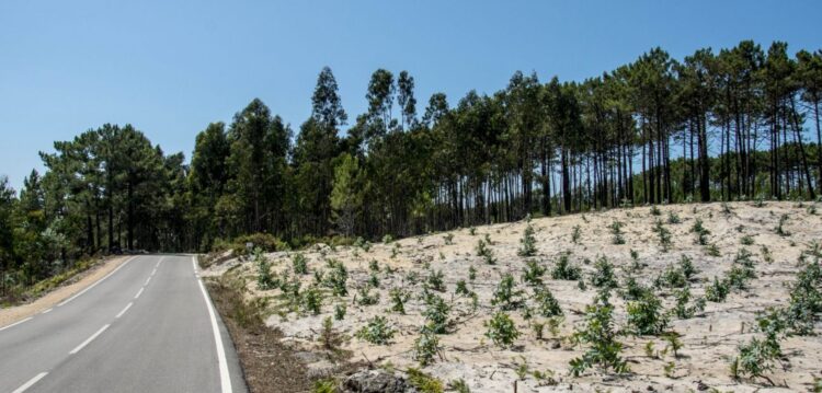 Corrida ao eucalipto antes da lei que proíbe novas plantações