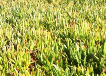 Removido mais de 50% do chorão que cobria ilha da Berlenga