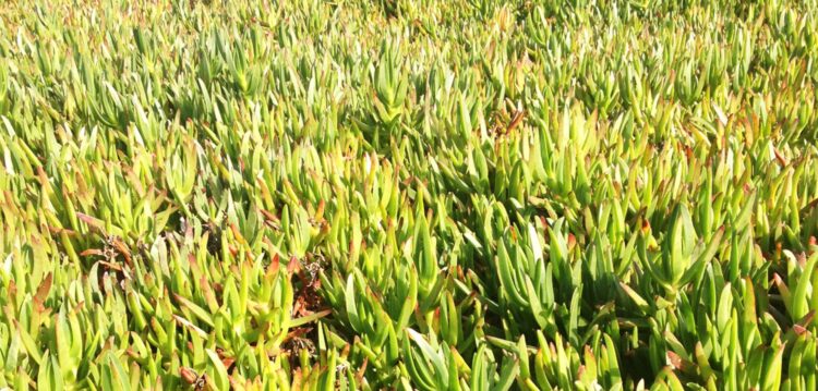 Removido mais de 50% do chorão que cobria ilha da Berlenga