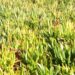 Removido mais de 50% do chorão que cobria ilha da Berlenga