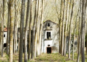 Seminário da Diocese de Leiria abateu as faias e plantou eucaliptos na quinta de Mouzinho de Albuquerque