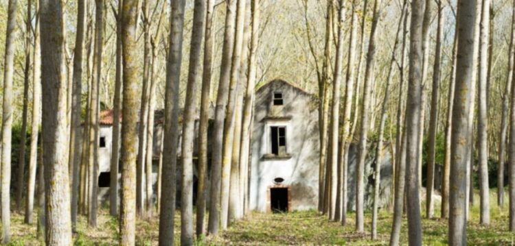 Seminário da Diocese de Leiria abateu as faias e plantou eucaliptos na quinta de Mouzinho de Albuquerque