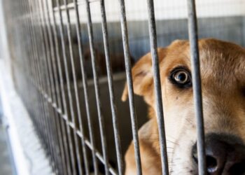 Canis municipais não chegam para as necessidades