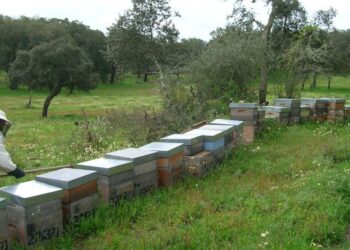 Capemel, a organização de produtores que junta 50 apicultores