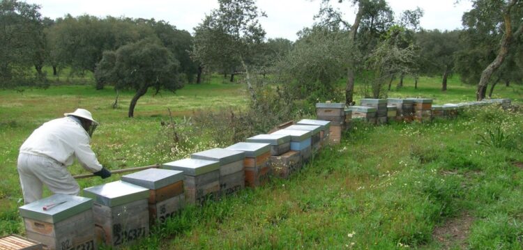 Capemel, a organização de produtores que junta 50 apicultores