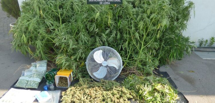GNR detecta fabrico de droga em Vieira de Leiria