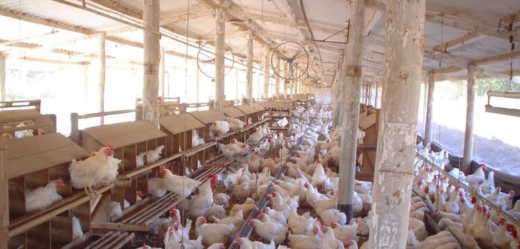 Portugal afectado por crise dos ovos contaminados com pesticida