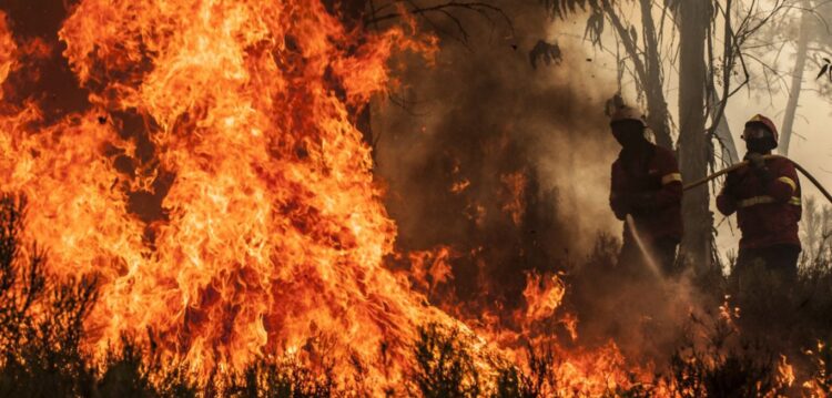 Área ardida este ano é já de cerca de 300 mil campos de futebol