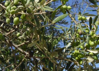 Bactéria que destrói oliveiras vai afectar Portugal