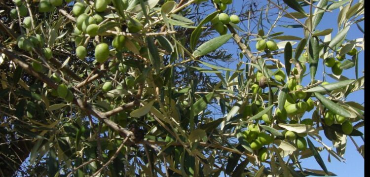 Bactéria que destrói oliveiras vai afectar Portugal