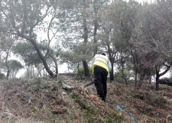 Câmara de Leiria rejeita acusações de abate de espécies protegidas