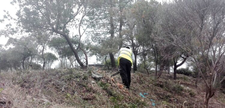 Câmara de Leiria rejeita acusações de abate de espécies protegidas