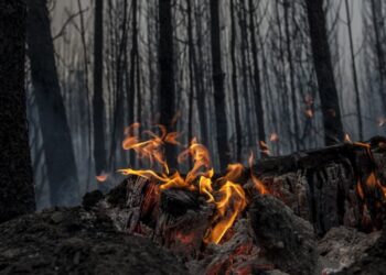 “Culpa da destruição do Pinhal de Leiria é do ICNF”
